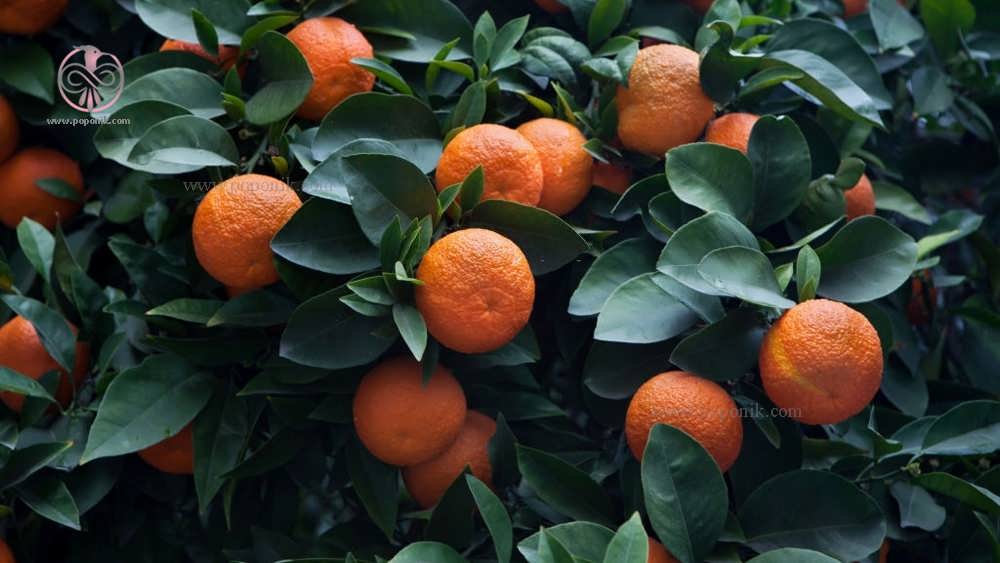 درخت نارنج در کشور اسپانیا