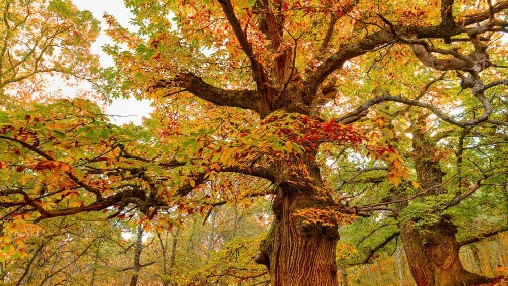 اولین رنگهای پاییز روی درختان شاه بلوط
