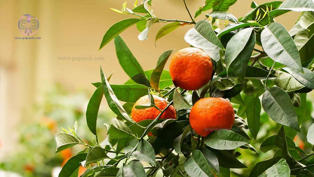 میوه درخت نارنج تازه بر روی درخت
