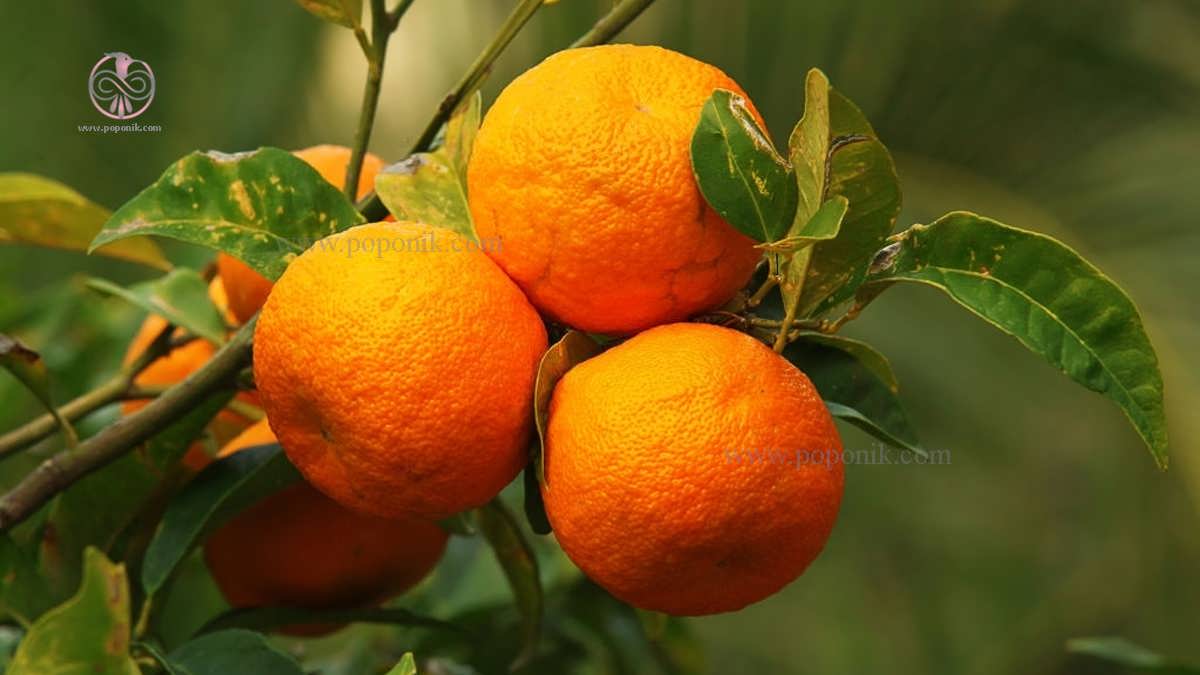 سه عدد میوه درخت نارنج