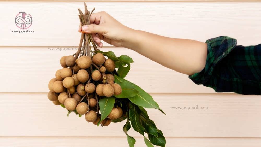 شاخه میوه لونگان در دست های یک خانم
