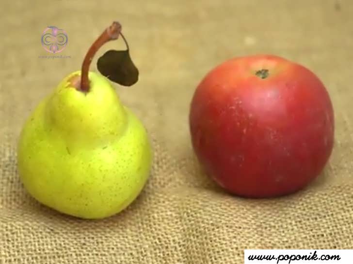 سیب و گلابی کنار یکدیگر