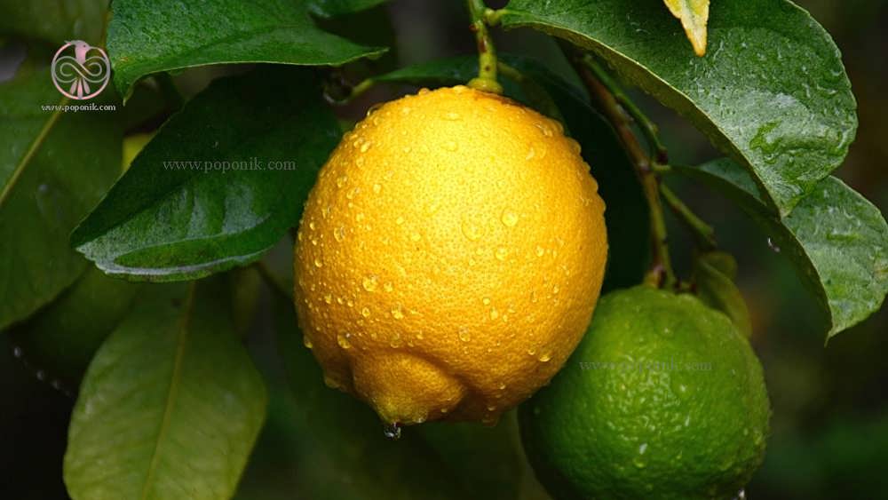 باران روی لیمو ترش