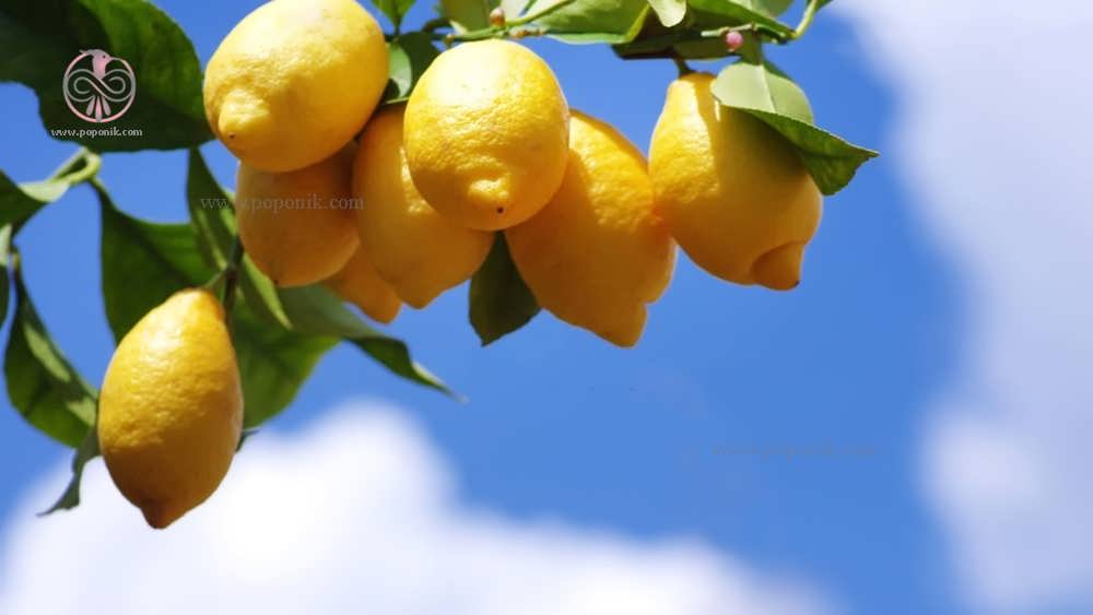 لیمو ترش زرد در مقابل آسمان