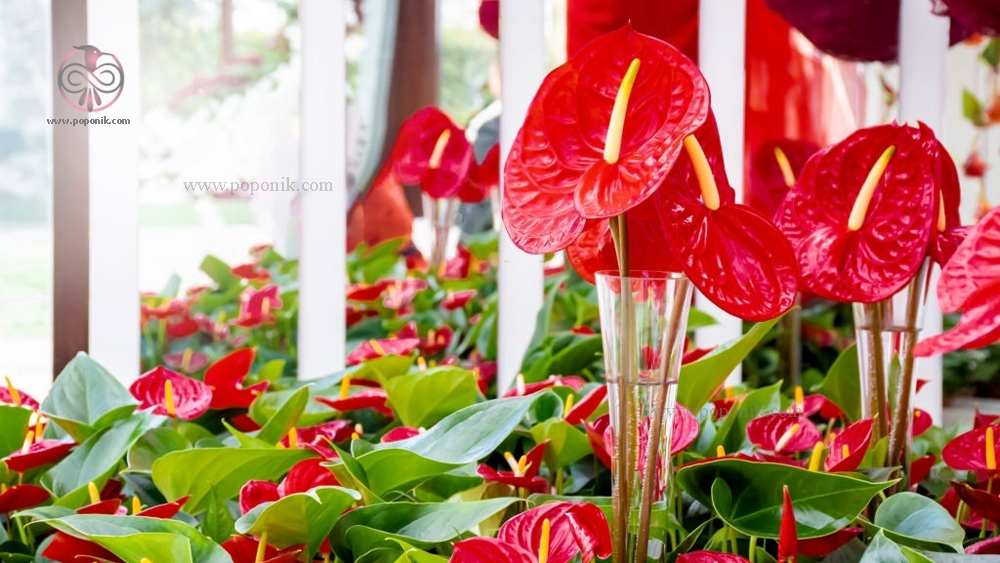 درخشندگی زیبای گل آنتوریوم قرمز