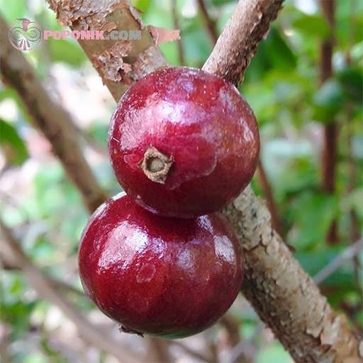 انگور برزیلی قرمز روی درخت