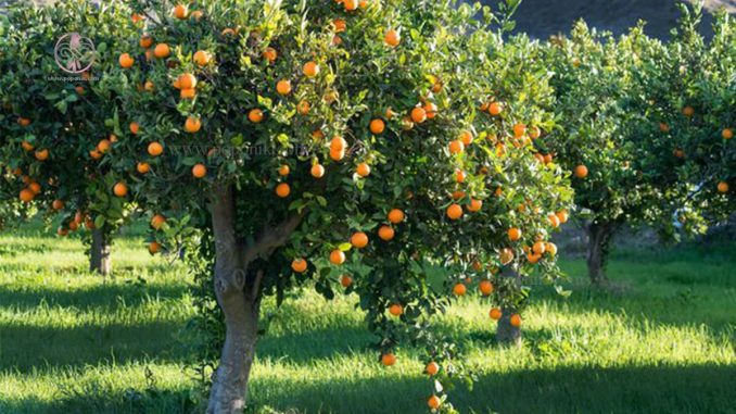 درخت میوه پرتقال