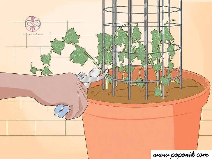 گیاهان را از قفس بچینید