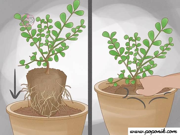 گیاه را در گلدان بکارید