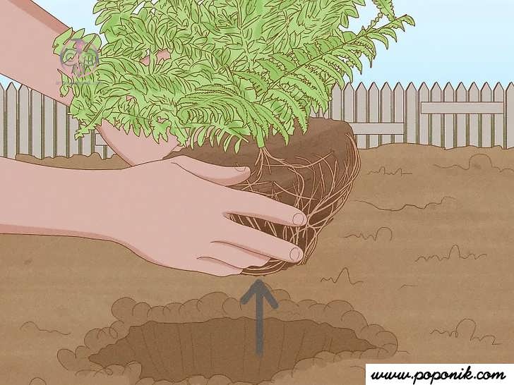 گیاه سرخس را از ریشه بیرون بکش.