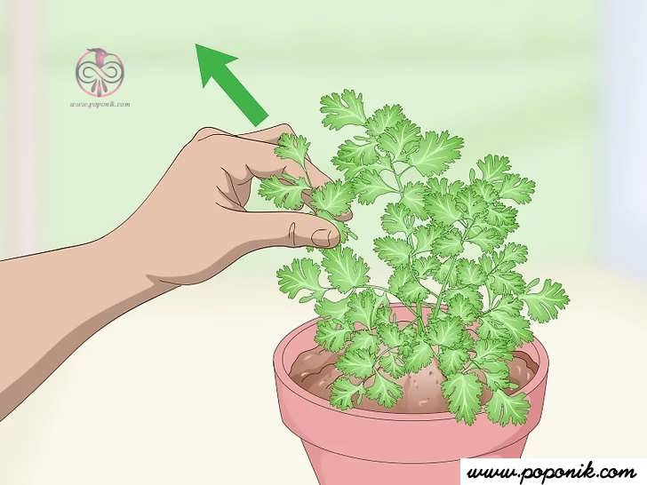 گیاه را با انگشت خود به بالا بکشید.