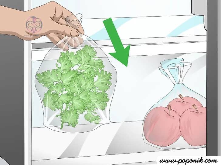 گیاه را در کیسه در یخچال قرار دهید