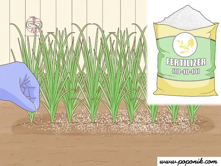 از مالچ برای گیاهان خود استفاده کنید