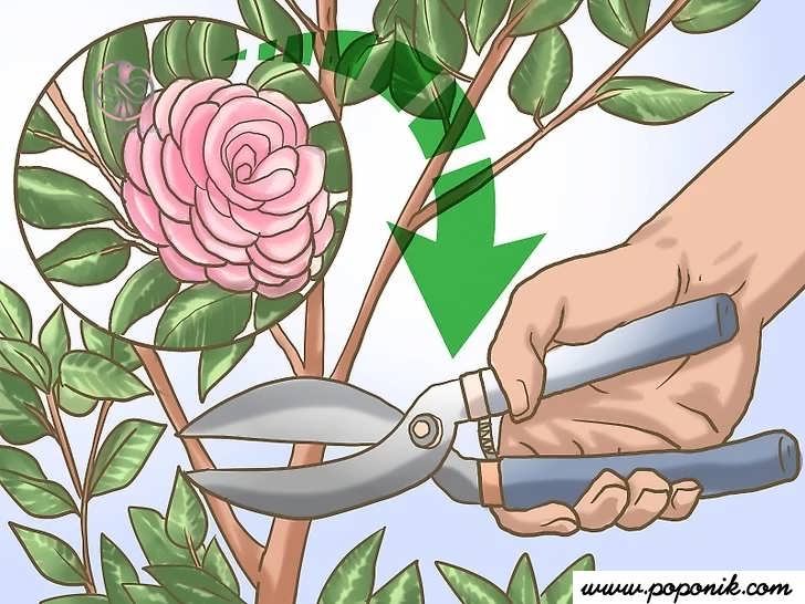 گل رز را کوتاه کنید