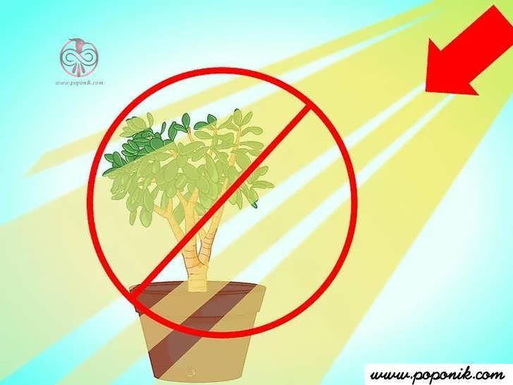 گیاه را در معرض نور مستقیم خورشید قرار ندهید.