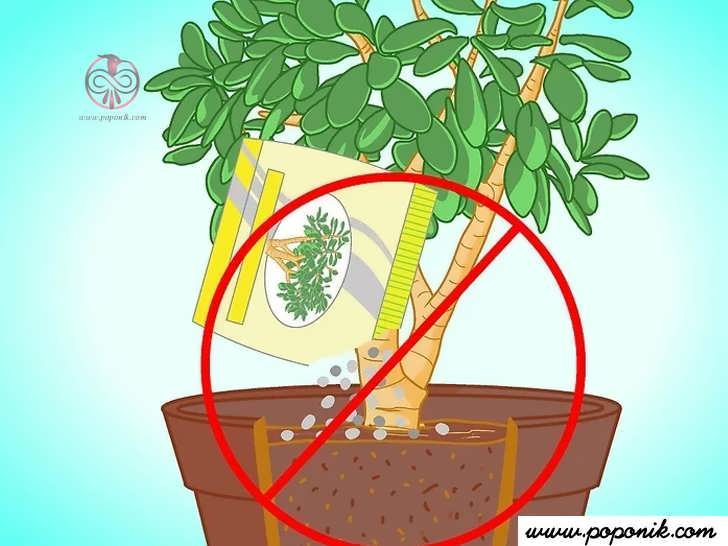 کود را در آب گیاه نریزید