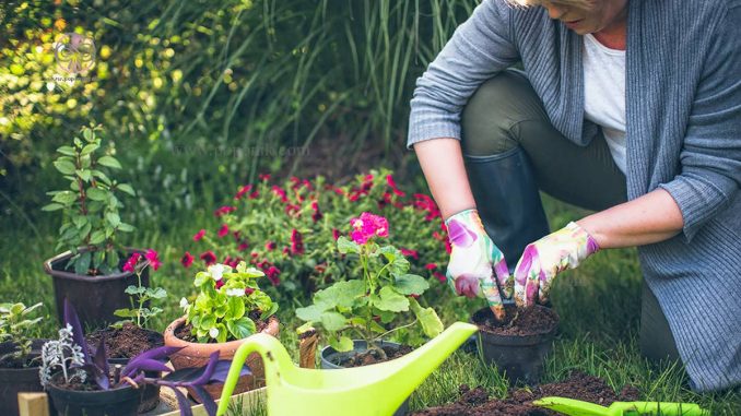 بهبود سلامتی خود با باغبانی