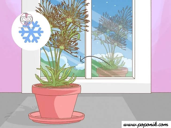 گیاه را در مقابل پنجره قرار دهید