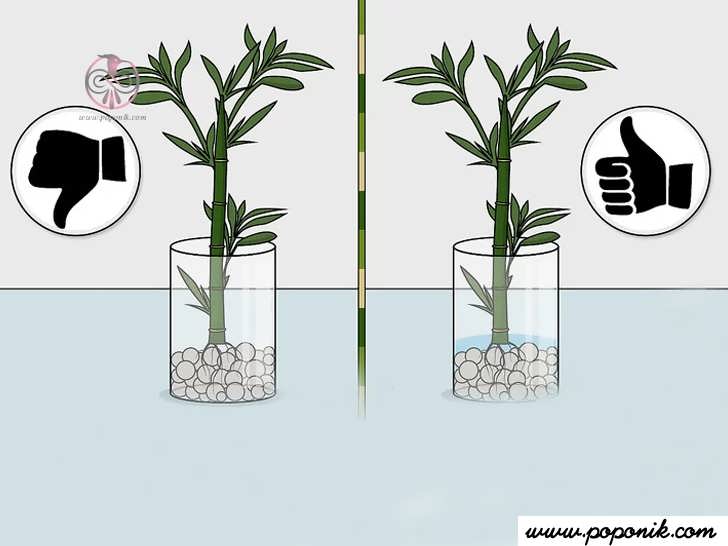ذخیره سازی مناسب بامبو در گلدان