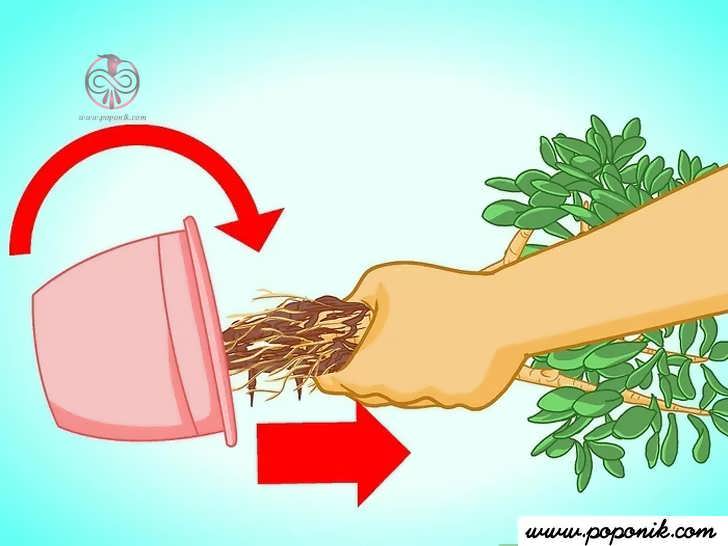 گیاه را از ته بیرون بکشید