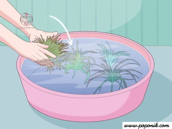 گیاهان را در کاسه آب قرار دهید.