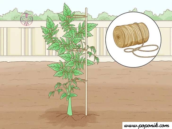 گیاه را با طناب به حصار ببندید