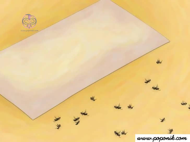 بعد از چند روز مورچه ها می میرند