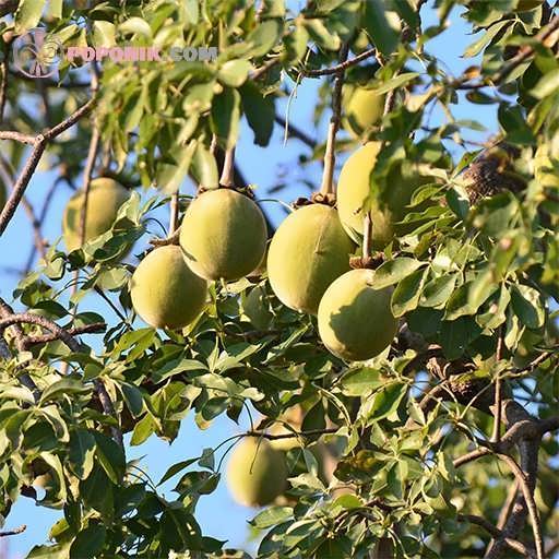 میوه درخت بائوباب
