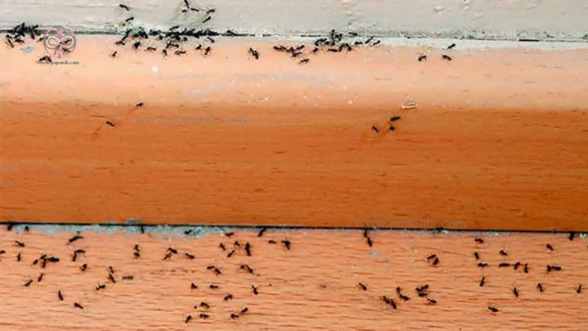 کشتن مورچه ها بدون آفت کش ها