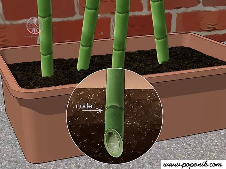 گیاه بامبو در خاک