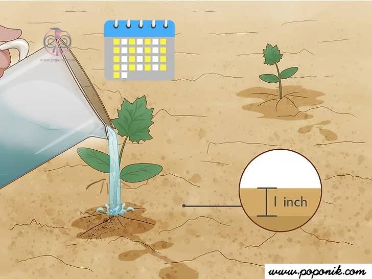 ریختن آب روی گیاهان