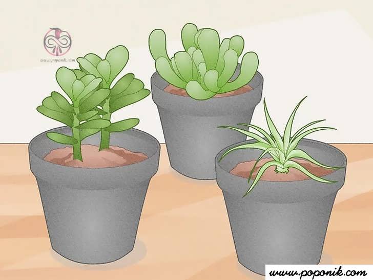 سه گلدان با گیاهان