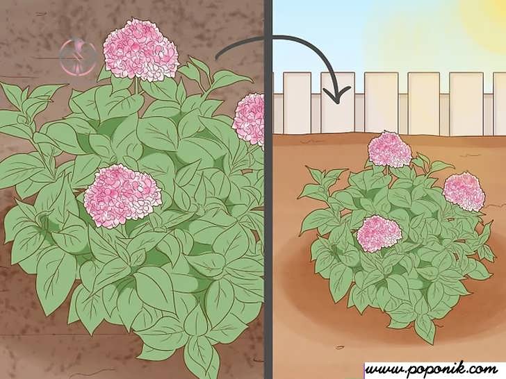 دو عکس متفاوت از گلهای صورتی