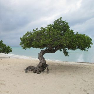درخت کنوکارپوس