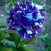 گل رز اژدهای آبی