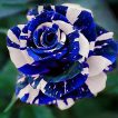 گل رز اژدهای آبی ارگانیک