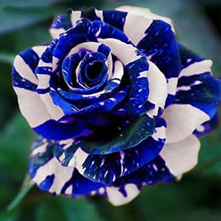 گل رز اژدهای آبی ارگانیک