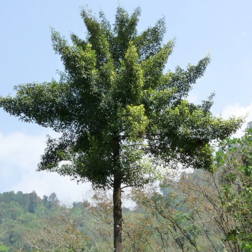 درخت گارسینیا کامبوجیا