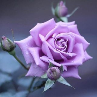 گل رز یاسی زیبا