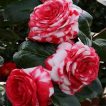 گل رز قرمز و صورتی ارگانیک
