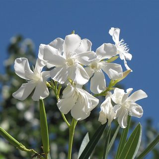 گل خرزهره سفید