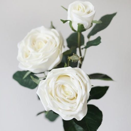 گل رز سفید ارگانیک