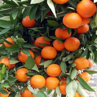 نارنگی پاکستانی تازه