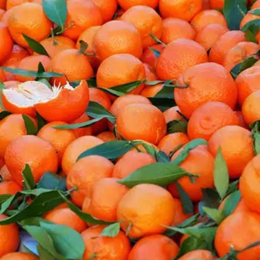 نارنگی پاکستانی برداشت شده