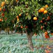 درخت پرتقال پرل