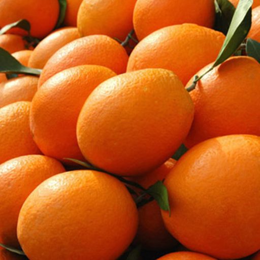 پرتقال شاموتی ارگانیک