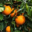 درخت پرتقال شاموتی