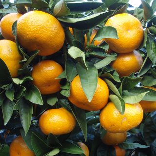 نارنگی اونشو ارگانیک