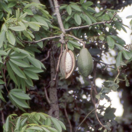 میوه درخت کاپوک