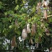 میوه ارگانیک درخت کاپوک